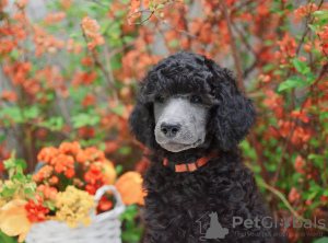 Foto №3. Pudel groß. Polen