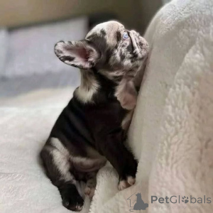 Foto №3. Französische Bulldogge mit atemberaubenden kristallblauen Augen und ja, sie. Italien