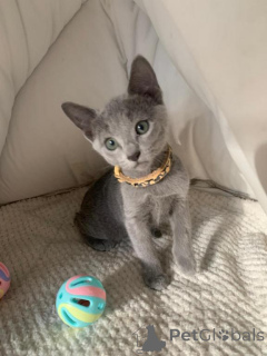 Foto №1. russisch blau - zum Verkauf in der Stadt Langen | 350€ | Ankündigung № 149735