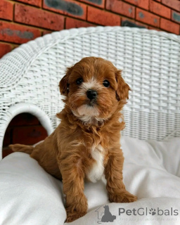 Foto №4. Ich werde verkaufen kavapu in der Stadt Berlin. quotient 	ankündigung, züchter - preis - 800€