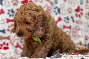 Foto №3. Wunderschöne Cavapoo-Welpen zur kostenlosen Adoption. Deutschland