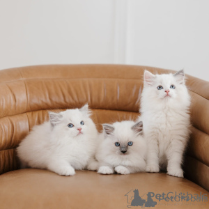Foto №1. ragdoll-katze - zum Verkauf in der Stadt Murcia | verhandelt | Ankündigung № 176376