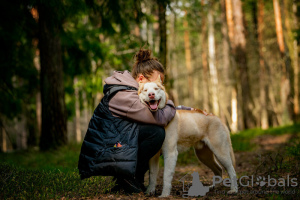 Foto №4. Ich werde verkaufen siberian husky in der Stadt Москва. quotient 	ankündigung - preis - Frei