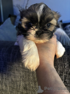 Foto №2 zu Ankündigung № 123442 zu verkaufen shih tzu - einkaufen Deutschland quotient 	ankündigung