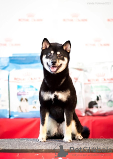 Zusätzliche Fotos: Shiba Inu-Welpenjunge aus dem Zwinger KUMIKO YOSHI