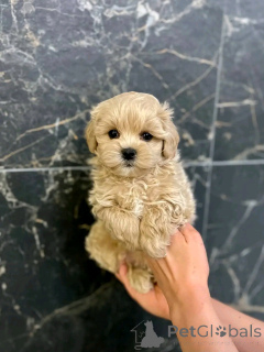 Foto №1. maltipu - zum Verkauf in der Stadt Berlin | 500€ | Ankündigung № 137169