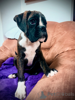 Foto №1. deutscher boxer - zum Verkauf in der Stadt Bratislava | 1500€ | Ankündigung № 150474