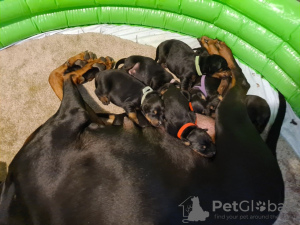 Zusätzliche Fotos: Потрясающий помет крупных черно-подпалых щенков доберманов