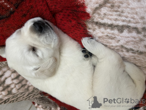 Foto №2 zu Ankündigung № 7893 zu verkaufen labrador retriever - einkaufen Ukraine quotient 	ankündigung