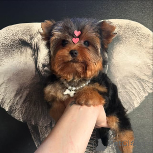 Foto №1. yorkshire terrier - zum Verkauf in der Stadt Vilnius | 750€ | Ankündigung № 175425