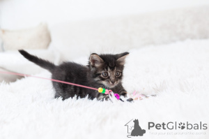 Foto №4. Ich werde verkaufen  in der Stadt Moskwa.  - preis - Frei