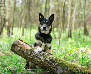 Foto №3. Lyoner Herr mit Löwenherz sucht sein Zuhause!. Russische Föderation