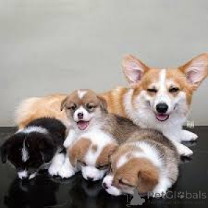 Foto №3. Pembroke Welsh Corgi Welpen. Schweiz