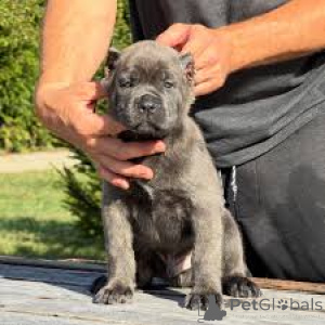 Foto №3. Cane Corso Welpen zu verkaufen. Kanada
