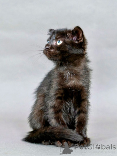 Foto №2 zu Ankündigung № 155344 zu verkaufen  - einkaufen Russische Föderation quotient 	ankündigung