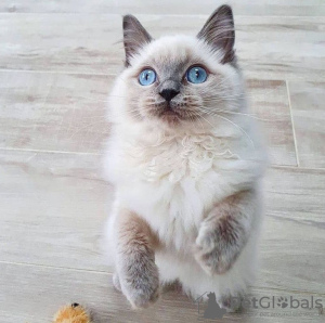 Foto №2 zu Ankündigung № 117830 zu verkaufen ragdoll-katze - einkaufen Deutschland 