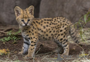 Foto №1. savannah-katze - zum Verkauf in der Stadt Jenalöbnitz | 500€ | Ankündigung № 130250