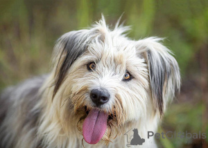 Foto №2 zu Ankündigung № 159460 zu verkaufen mischlingshund - einkaufen Russische Föderation quotient 	ankündigung