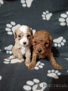 Foto №2 zu Ankündigung № 138221 zu verkaufen pudel (toy) - einkaufen Serbien 