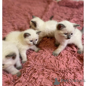Foto №1. balinesenkatze - zum Verkauf in der Stadt Bayerbach | 350€ | Ankündigung № 174399