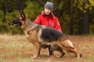 Zusätzliche Fotos: Gebucht auf Welpen von einem sehr schönen Paar.