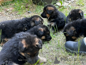 Foto №1. deutscher schäferhund - zum Verkauf in der Stadt Prešov | 350€ | Ankündigung № 29259