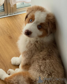 Foto №2 zu Ankündigung № 167038 zu verkaufen australian shepherd - einkaufen Belgien züchter