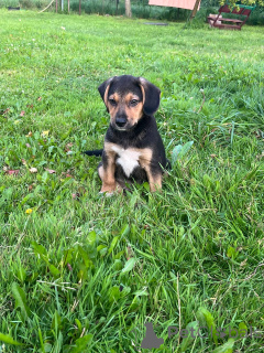 Foto №1. deutscher schäferhund - zum Verkauf in der Stadt Minsk | 16€ | Ankündigung № 147272