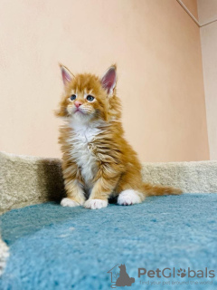 Foto №1. maine-coon-katze - zum Verkauf in der Stadt Passau | 400€ | Ankündigung № 125716