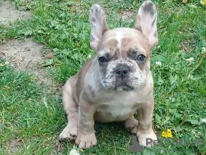 Foto №1. französische bulldogge - zum Verkauf in der Stadt Minsk | verhandelt | Ankündigung № 105718