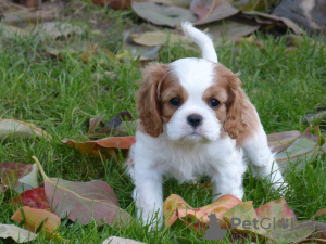 Foto №1. cavalier king charles spaniel - zum Verkauf in der Stadt Frýdek-Místek | verhandelt | Ankündigung № 96497