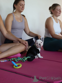 Foto №3. Der prachtige Französische Bulldogge-Welpe hat noch nie zuvor ein Geschenk. Niederlande