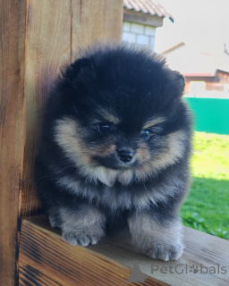 Foto №2 zu Ankündigung № 165321 zu verkaufen yorkshire terrier - einkaufen Finnland quotient 	ankündigung, züchter