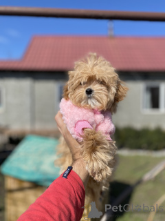 Foto №2 zu Ankündigung № 166530 zu verkaufen maltipu - einkaufen Ukraine quotient 	ankündigung