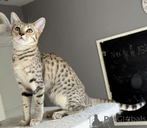 Foto №1. savannah-katze - zum Verkauf in der Stadt Paris | Frei | Ankündigung № 176363
