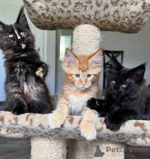 Foto №2 zu Ankündigung № 168180 zu verkaufen maine-coon-katze - einkaufen Deutschland züchter