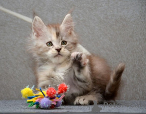Foto №1. maine-coon-katze - zum Verkauf in der Stadt Berlin | Frei | Ankündigung № 135460