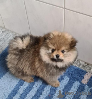 Foto №1. pommersche spitz - zum Verkauf in der Stadt Mayrhofen | verhandelt | Ankündigung № 139105