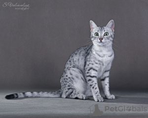 Zusätzliche Fotos: Die Cattery bietet ägyptische Mau-Kätzchen zum Verkauf an.