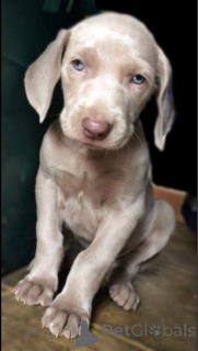 Foto №1. weimaraner - zum Verkauf in der Stadt Nürnberg | 400€ | Ankündigung № 149050