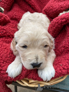 Foto №4. Ich werde verkaufen  in der Stadt Дублин.  - preis - 265€