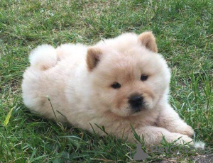 Foto №2 zu Ankündigung № 133009 zu verkaufen chow-chow - einkaufen Niederlande quotient 	ankündigung