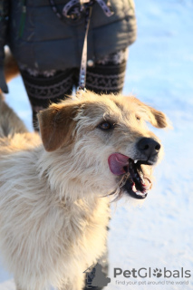 Foto №1. mischlingshund - zum Verkauf in der Stadt Краснокамск | Frei | Ankündigung № 9012