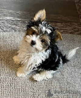 Foto №2 zu Ankündigung № 133410 zu verkaufen biewer terrier - einkaufen Georgien quotient 	ankündigung