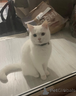 Foto №4. Ich werde verkaufen  in der Stadt Аланья. quotient 	ankündigung - preis - verhandelt