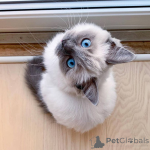 Foto №3. Hochwertige Ragdoll-Kätzchen zur Vermittlung. Großbritannien