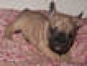 Foto №1. französische bulldogge - zum Verkauf in der Stadt Berlin | 1500€ | Ankündigung № 388
