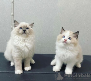 Foto №1. ragdoll-katze - zum Verkauf in der Stadt Oklahoma City | 284€ | Ankündigung № 77899