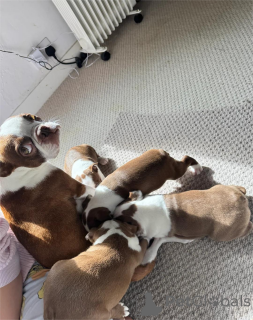 Foto №2 zu Ankündigung № 154615 zu verkaufen boston terrier - einkaufen Deutschland 