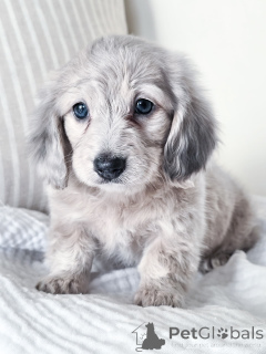 Foto №1. dackel - zum Verkauf in der Stadt Frankfurt | verhandelt | Ankündigung № 144518